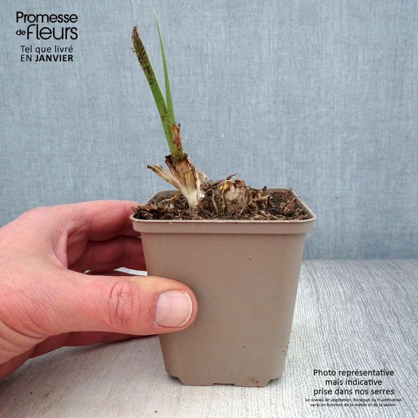 Exemplar von Iris Pumpkin Cheesecake - Schwertlilie Kleine Töpfe von 8/9 cm wie im Winter geliefert