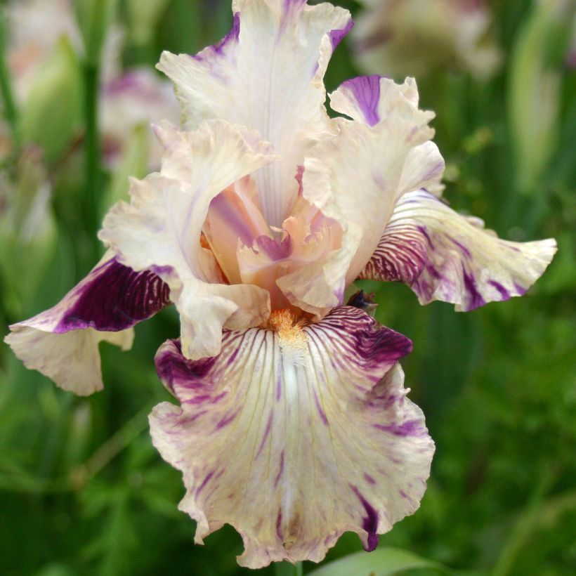 Iris Raspberry Silk - Schwertlilie (Flowering)