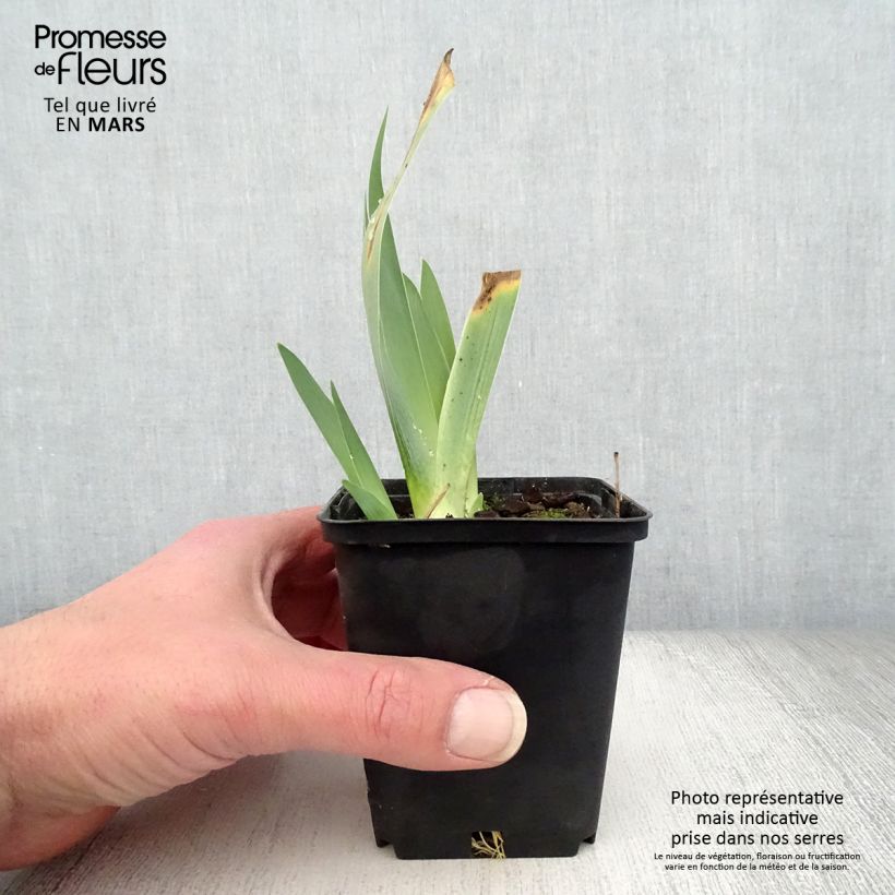 Example of Iris Raspberry Silk - Schwertlilie Kleine Töpfe von 8/9 cm as you get in printemps