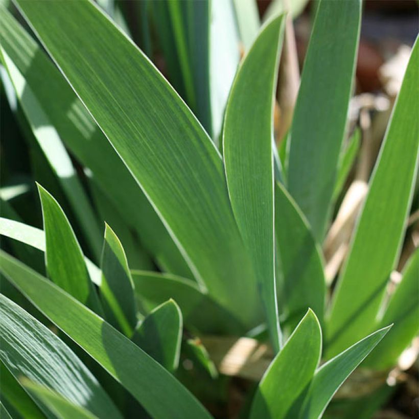 Iris Ré la Blanche - Schwertlilie (Foliage)