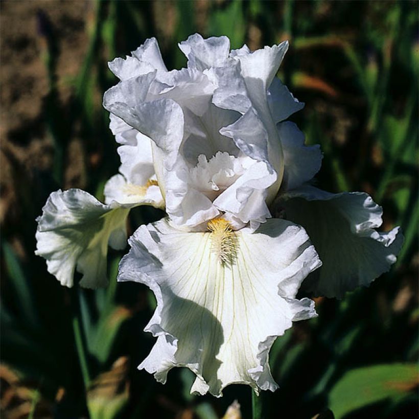 Iris Ré la Blanche - Schwertlilie (Flowering)