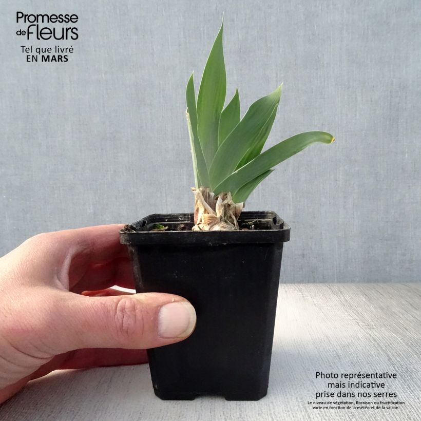 Example of Iris Red Orchid - Schwertlilie Kleine Töpfe von 8/9 cm as you get in printemps