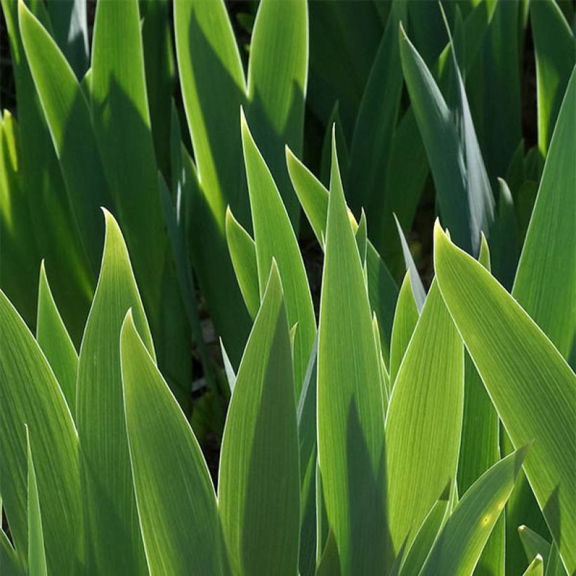 Iris Ringo - Schwertlilie (Foliage)