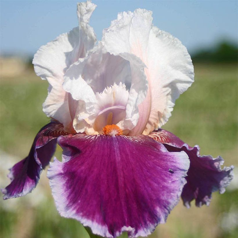 Iris Ringo - Schwertlilie (Flowering)