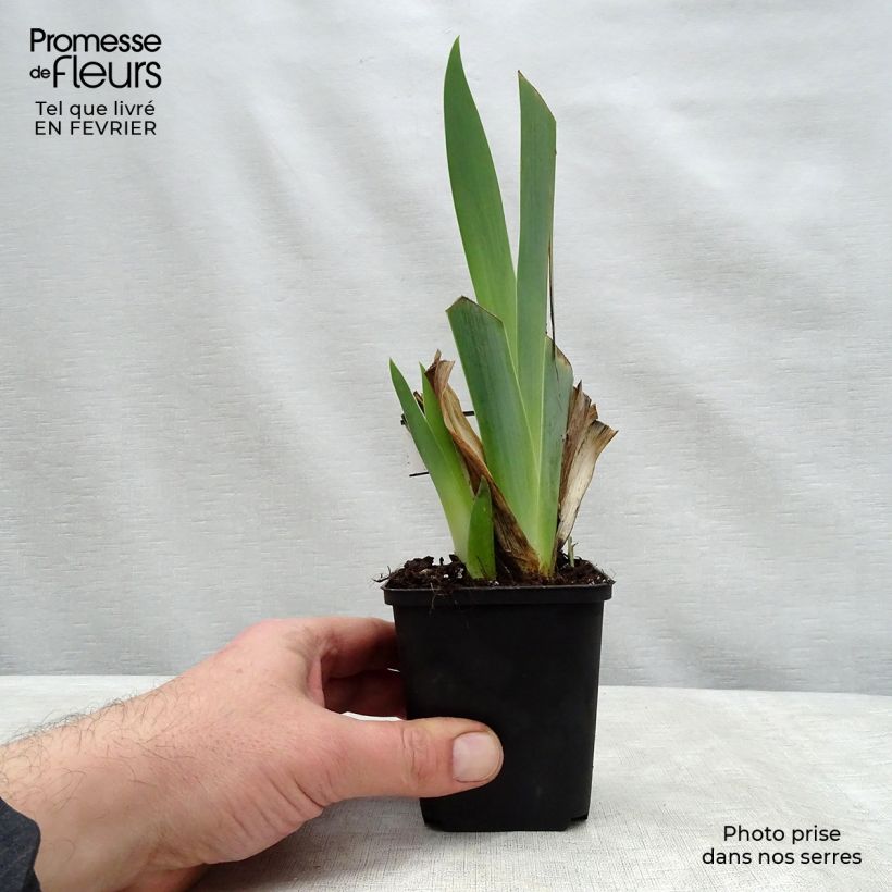 Example of Iris Ringo - Schwertlilie Kleine Töpfe von 8/9 cm as you get in hiver