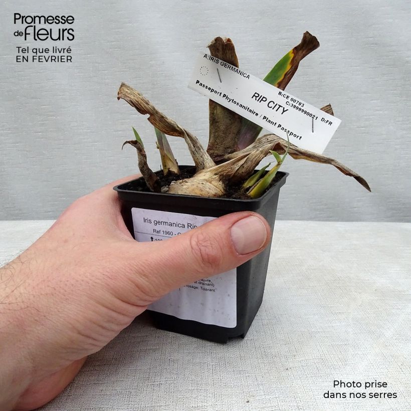 Example of Iris Rip City - Schwertlilie Kleine Töpfe von 8/9 cm as you get in hiver