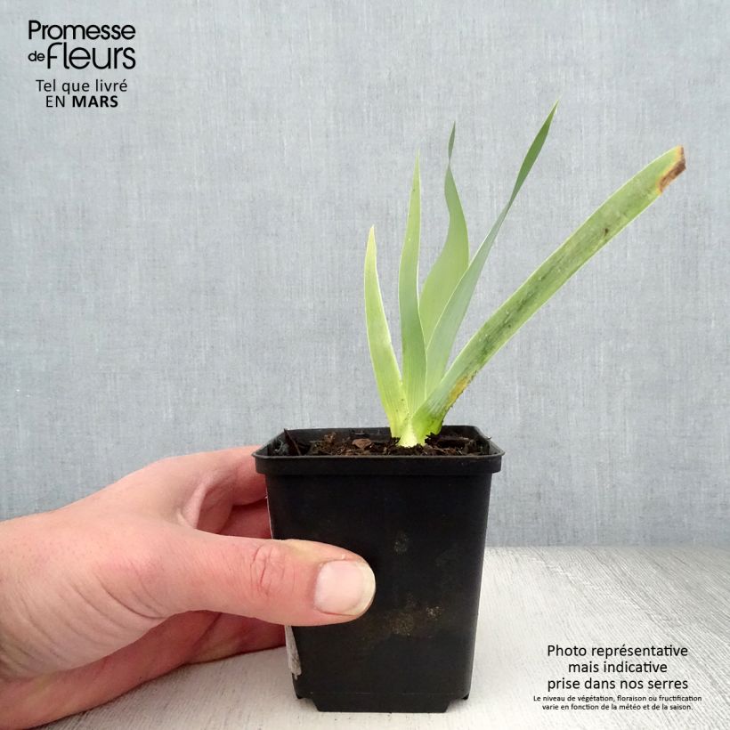 Exemplar von Iris Robe du soir - Schwertlilie Kleine Töpfe von 8/9 cm wie im Frühjahr geliefert