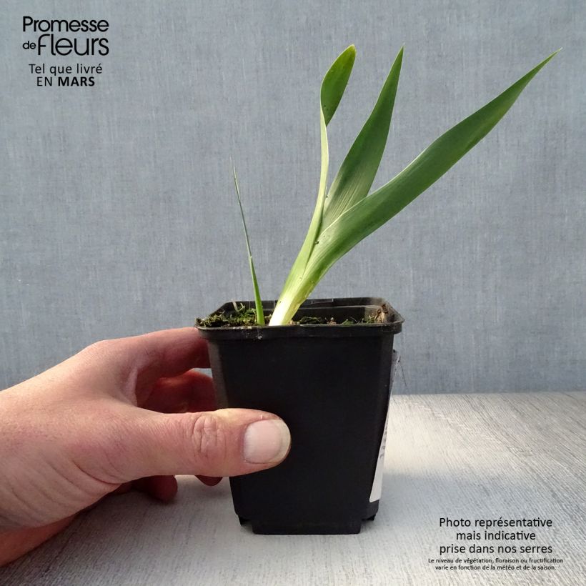 Example of Iris Rouge de Plaisir - Schwertlilie Rhizom, Kaliber 10/15, Extraqualität as you get in printemps