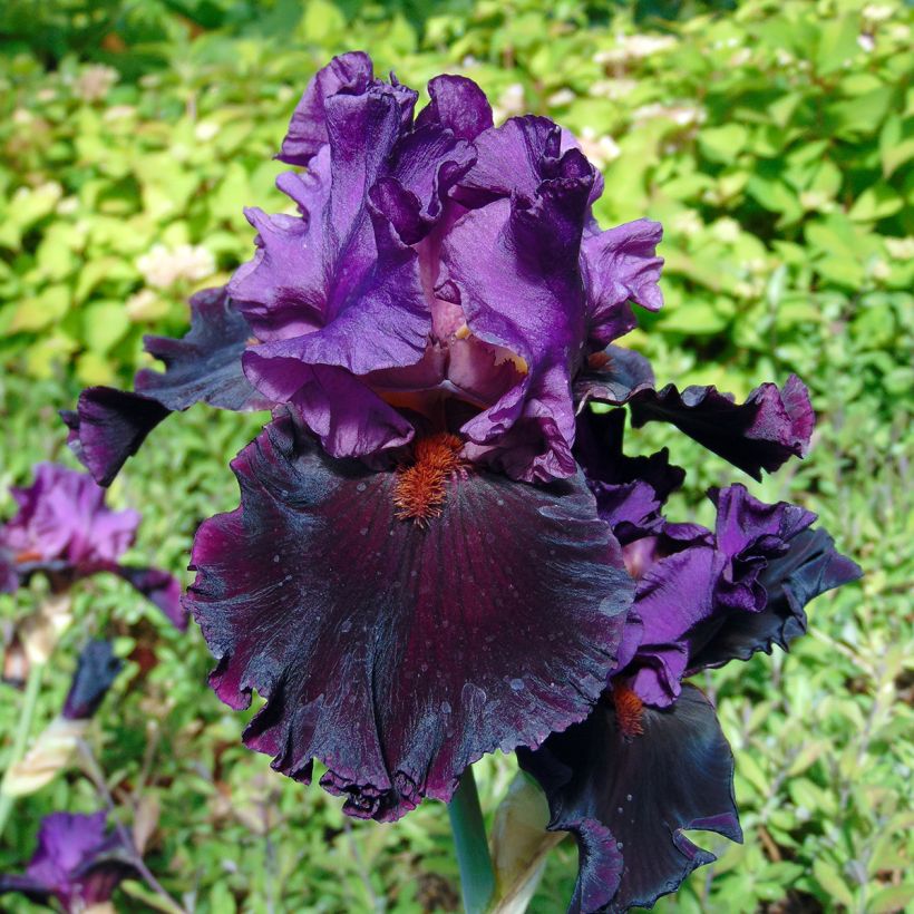 Iris Saturn - Schwertlilie (Flowering)