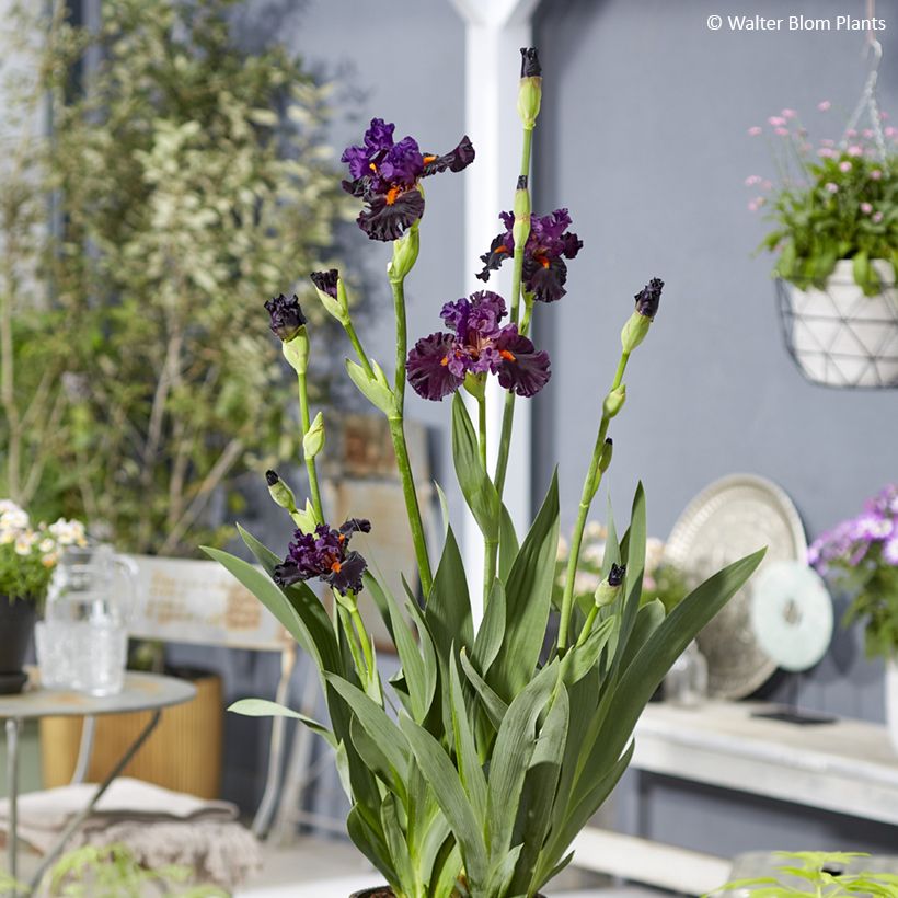Iris germanica Sharp Dressed Man - Schwertlilie (Plant habit)