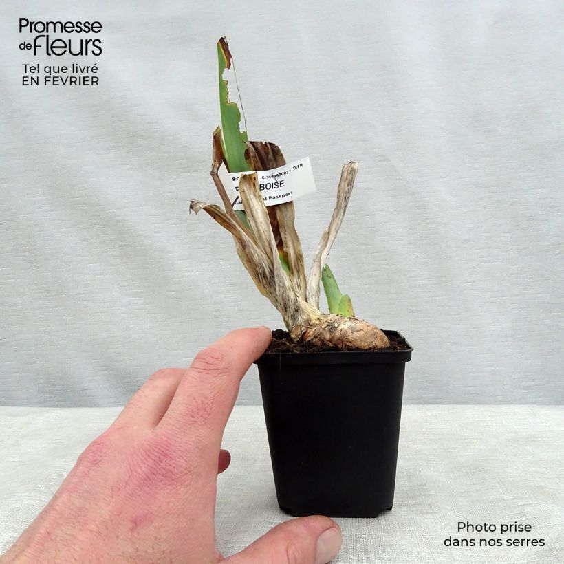 Exemplar von Iris Sirop de Framboise - Schwertlilie Kleine Töpfe von 8/9 cm wie im Winter geliefert