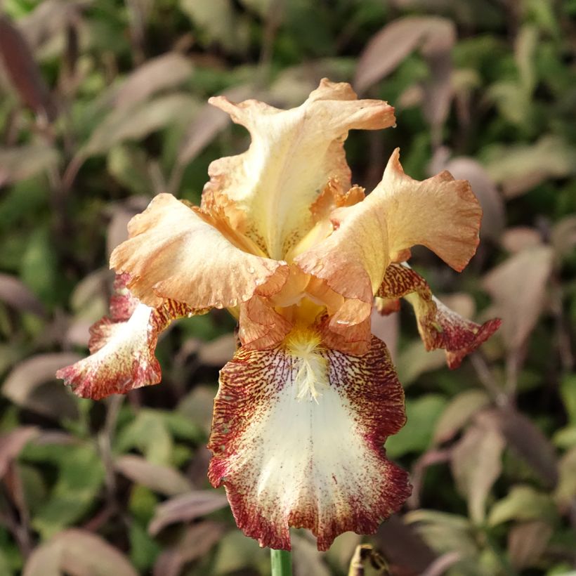 Iris Siva Siva - Schwertlilie (Blüte)