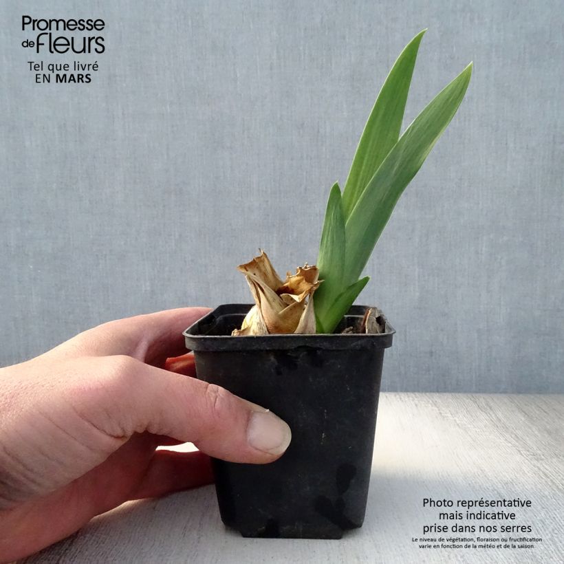 Example of Iris Skyfire - Schwertlilie Kleine Töpfe von 8/9 cm as you get in printemps