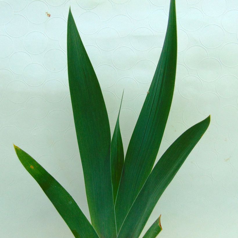 Iris Smiling Faces - Schwertlilie (Foliage)