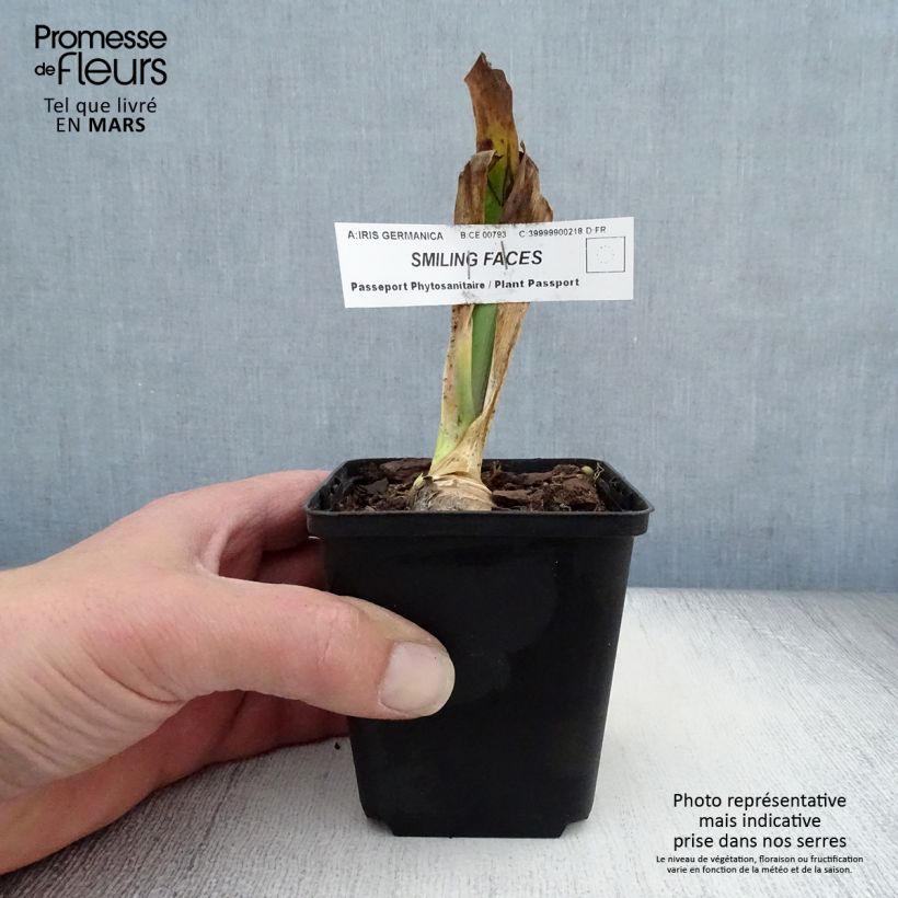 Example of Iris Smiling Faces - Schwertlilie Kleine Töpfe von 8/9 cm as you get in printemps