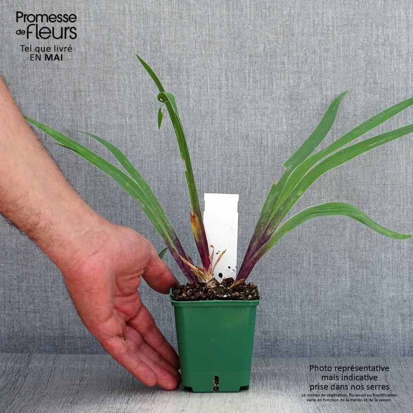Exemplar von Iris Stellata - Schwertlilie Kleine Töpfe von 8/9 cm wie im Frühjahr geliefert