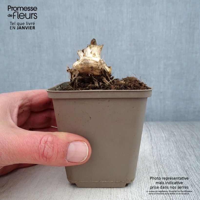 Exemplar von Iris germanica Storm Center - Iris des Jardins Godet de 8/9 cm, Calibre 4/6 wie im Winter geliefert