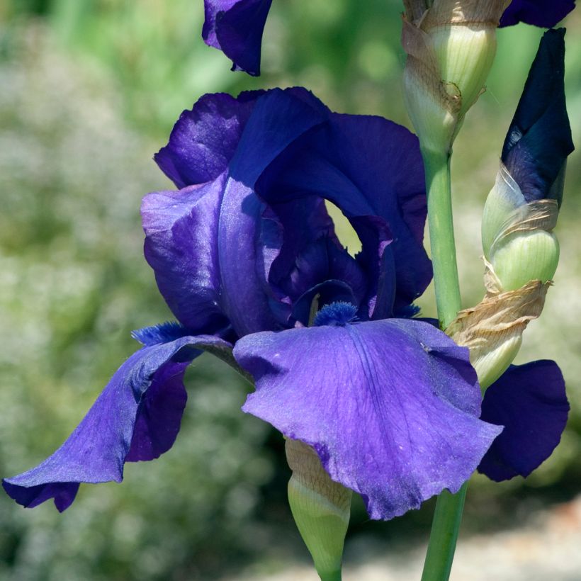 Iris Storm Center - Schwertlilie (Flowering)