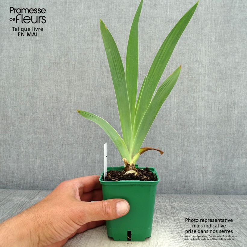 Exemplar von Iris Sultan's Palace - Schwertlilie Kleine Töpfe von 8/9 cm wie im Frühjahr geliefert