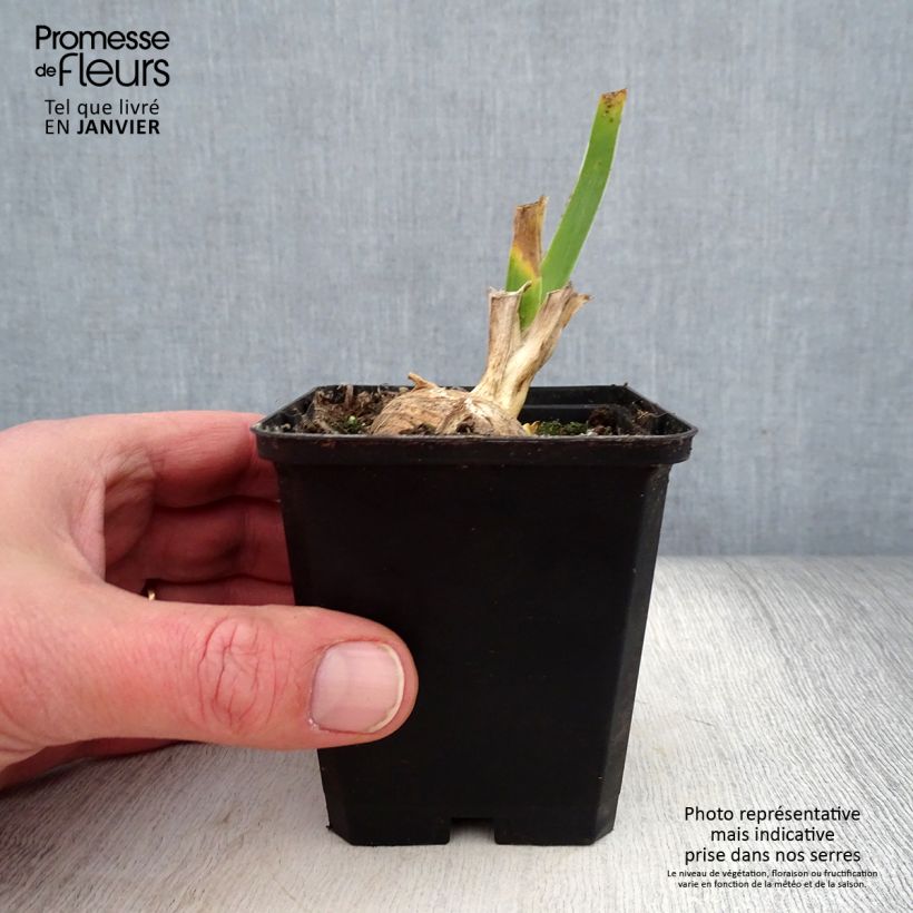 Exemplar von Iris germanica Sunset Sky - Iris des Jardins Godet de 8/9 cm, Calibre 4/6 wie im Winter geliefert