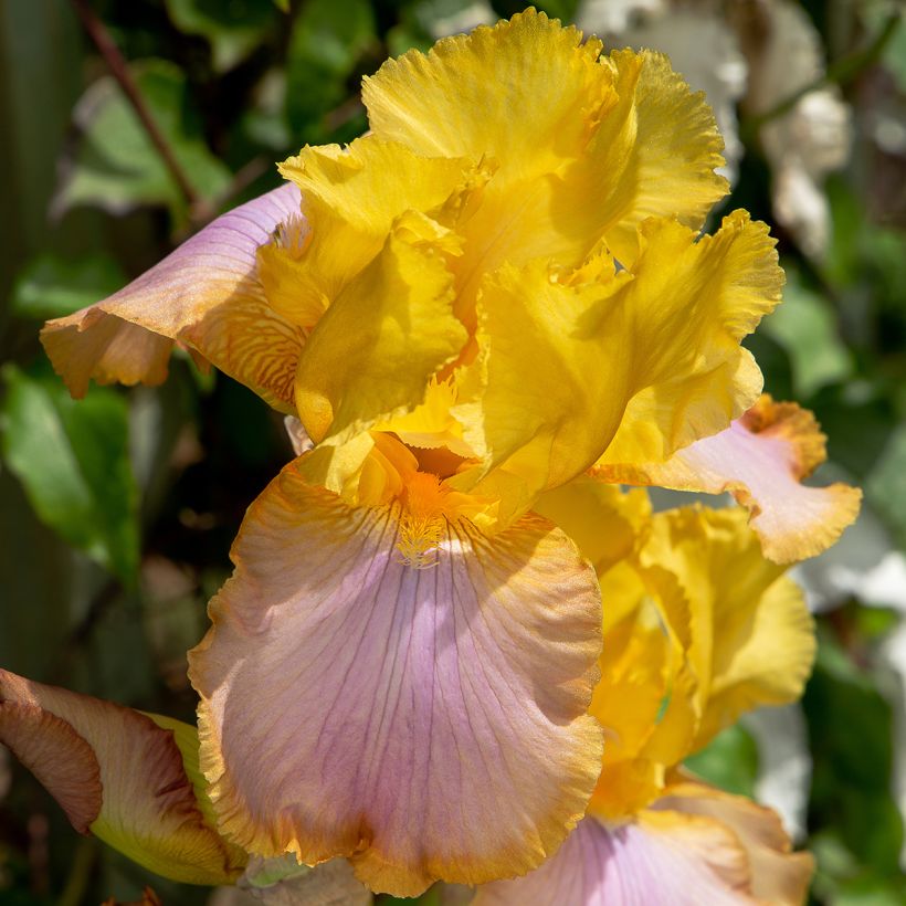Iris Sunset Sky - Schwertlilie (Flowering)