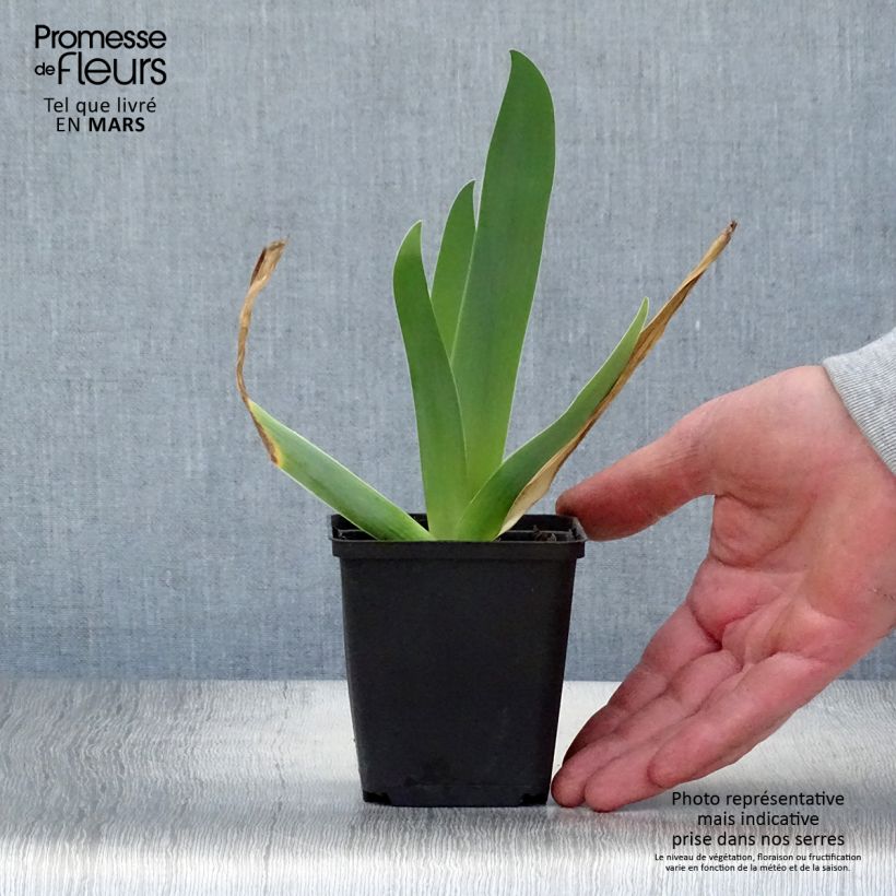 Example of Iris Sur la plage - Schwertlilie Kleine Töpfe von 8/9 cm as you get in printemps