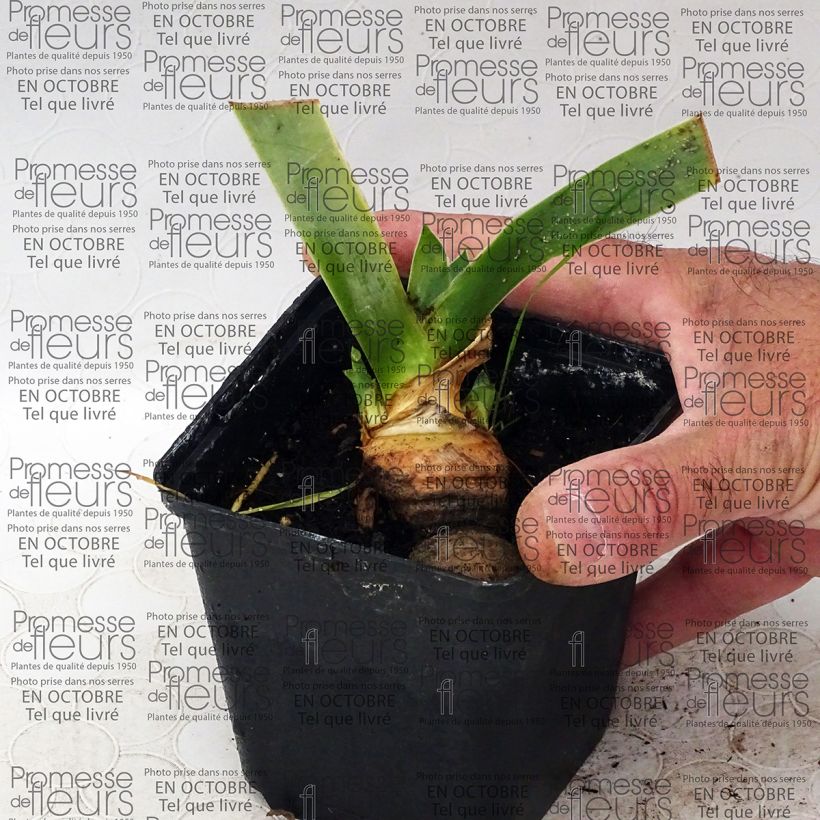 Example of Iris Tanzanian Tangerine - Schwertlilie Kleine Töpfe von 8/9 cm as you get