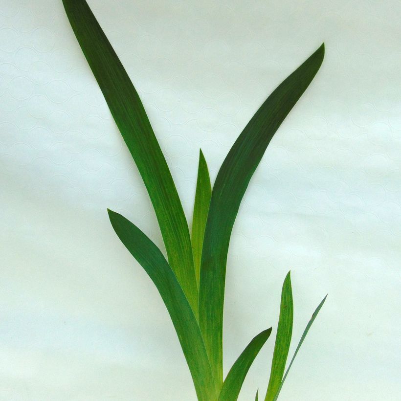 Iris Thornbird - Schwertlilie (Foliage)