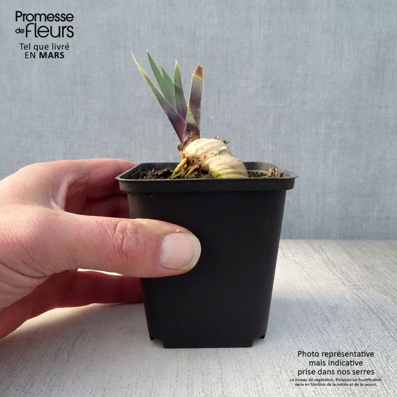 Example of Iris Thornbird - Schwertlilie Kleine Töpfe von 8/9 cm as you get in printemps