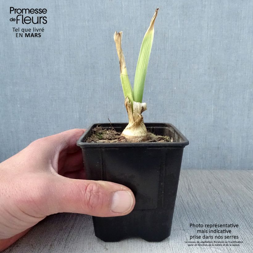 Exemplar von Iris Tiger Honey - Schwertlilie Kleine Töpfe von 8/9 cm wie im Frühjahr geliefert