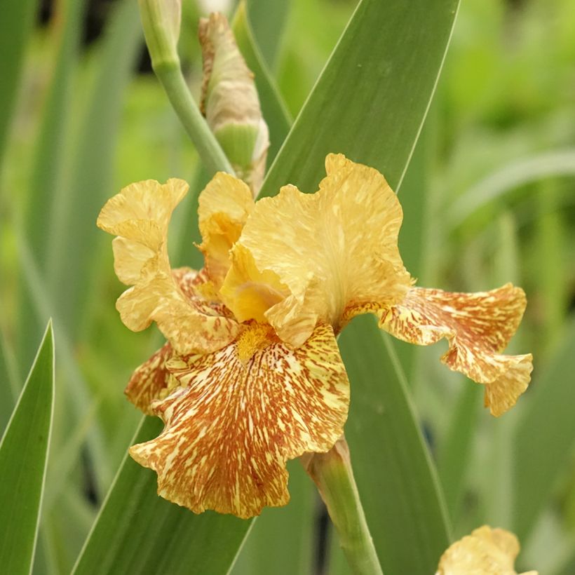 Iris Tiger Honey - Schwertlilie (Blüte)