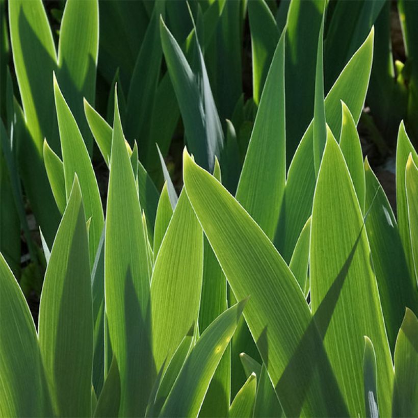 Iris Torero - Schwertlilie (Foliage)