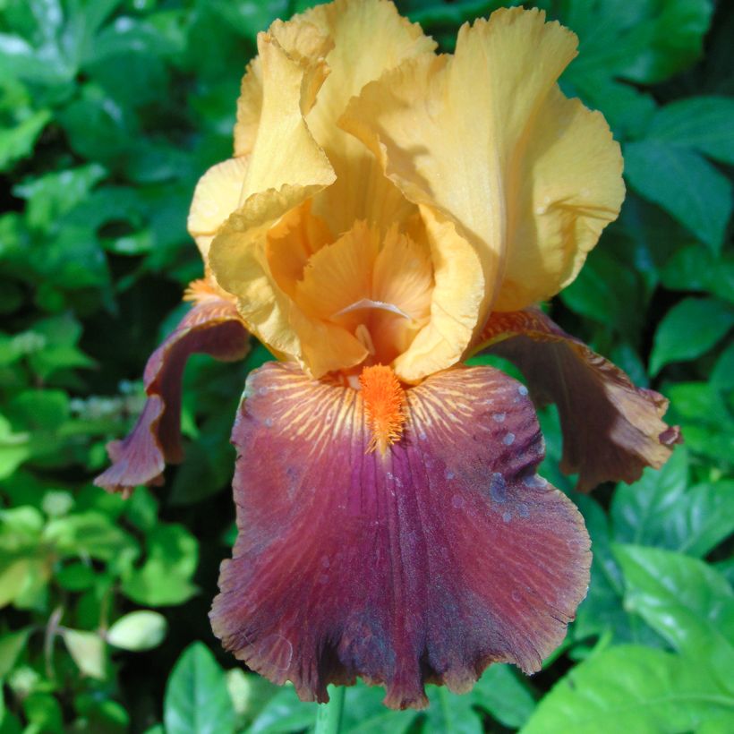 Iris Torero - Schwertlilie (Flowering)