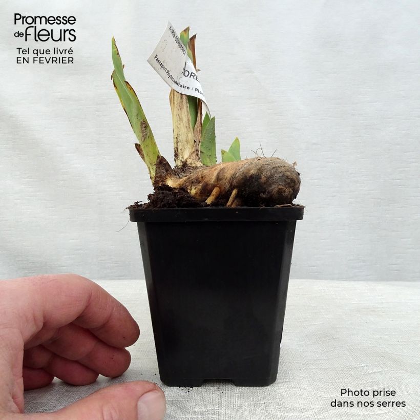 Example of Iris Torero - Schwertlilie Kleine Töpfe von 8/9 cm as you get in hiver