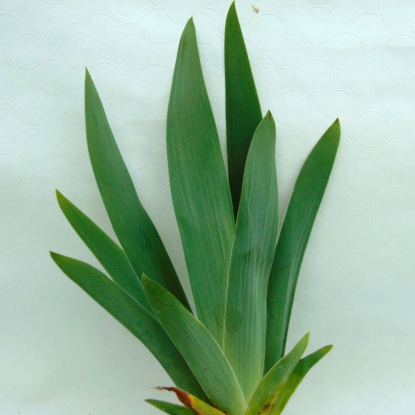 Iris Toucan Tango - Schwertlilie (Foliage)