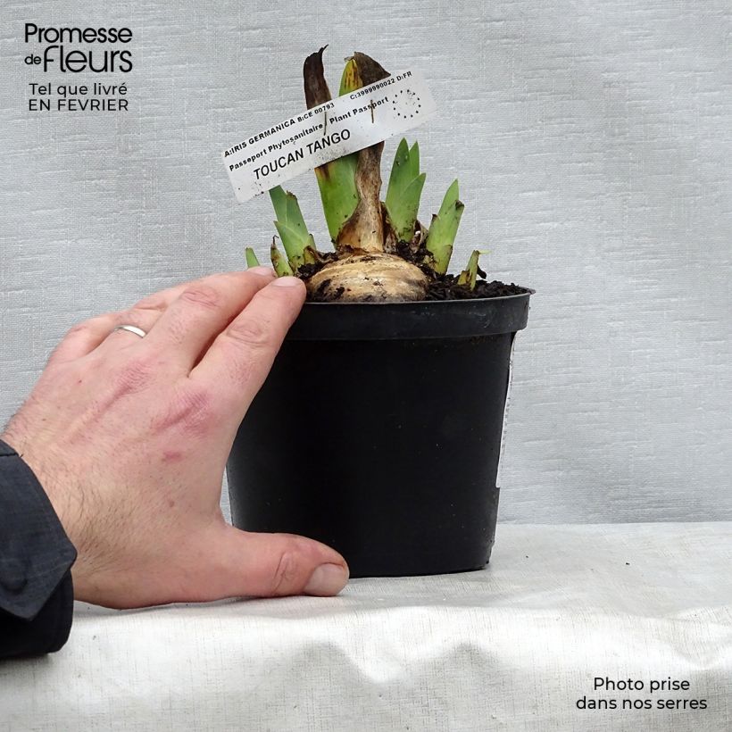 Example of Iris Toucan Tango - Schwertlilie Kleine Töpfe von 8/9 cm as you get in hiver