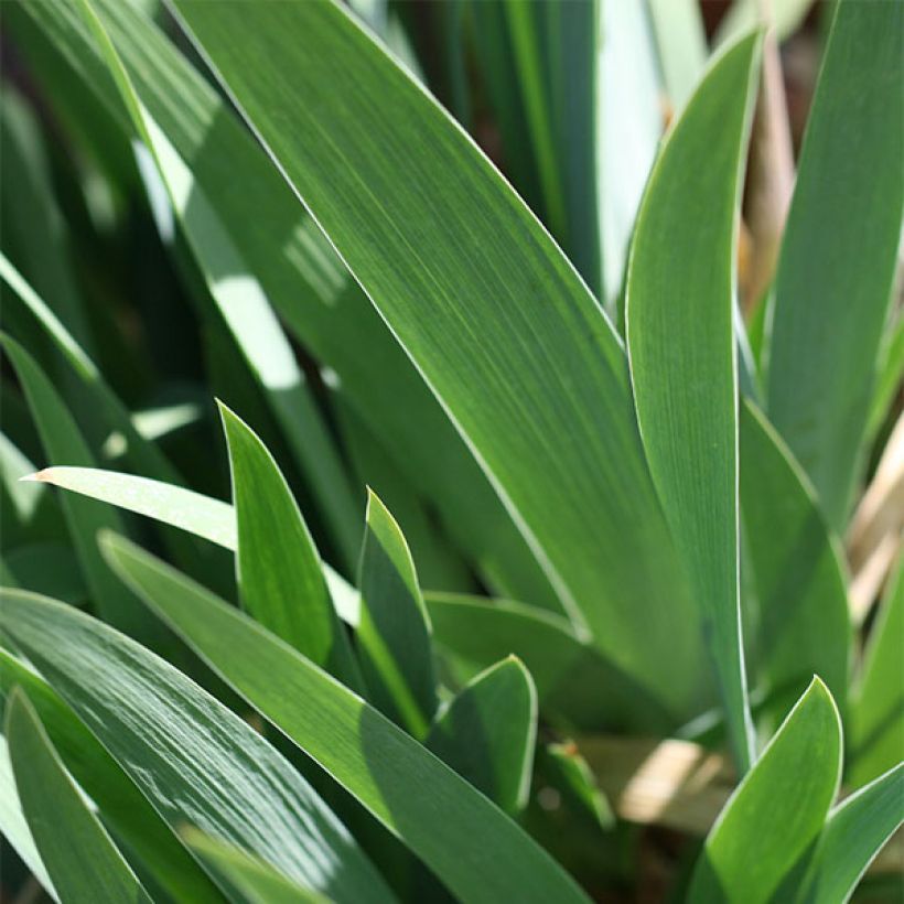 Iris Trade Secret - Schwertlilie (Foliage)