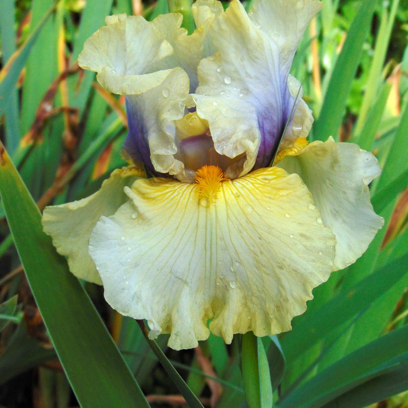 Iris Trade Secret - Schwertlilie (Flowering)
