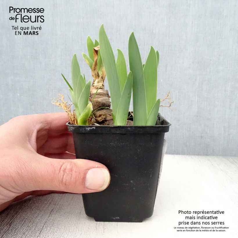 Exemplar von Iris Urluberlu - Schwertlilie Kleine Töpfe von 8/9 cm wie im Frühjahr geliefert