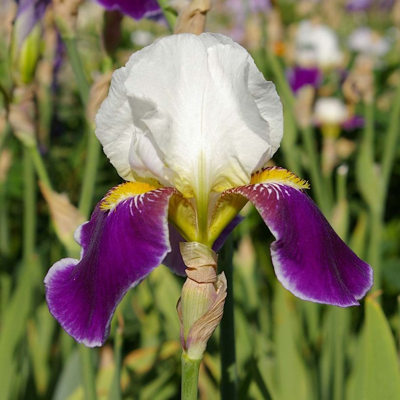 Iris Wabash - Schwertlilie (Flowering)