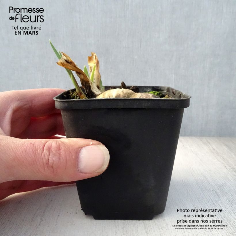 Example of Iris Wabash - Schwertlilie Kleine Töpfe von 8/9 cm as you get in printemps