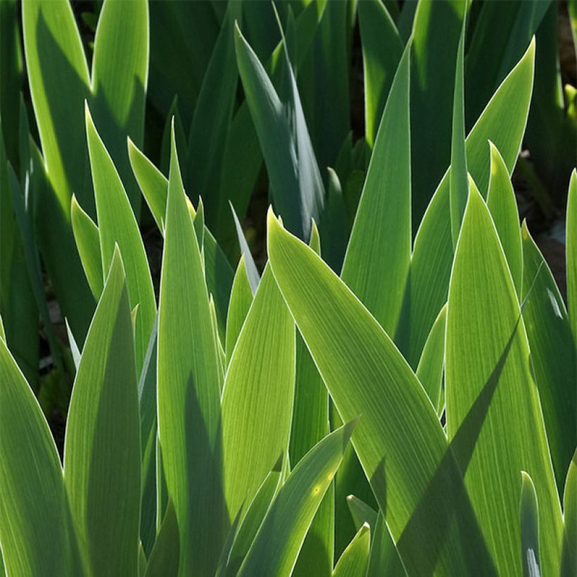 Iris Yaquina Blue - Schwertlilie (Foliage)