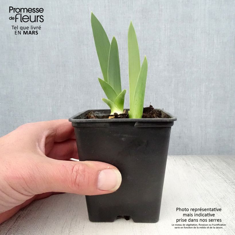 Example of Iris Yaquina Blue - Schwertlilie Kleine Töpfe von 8/9 cm as you get in printemps