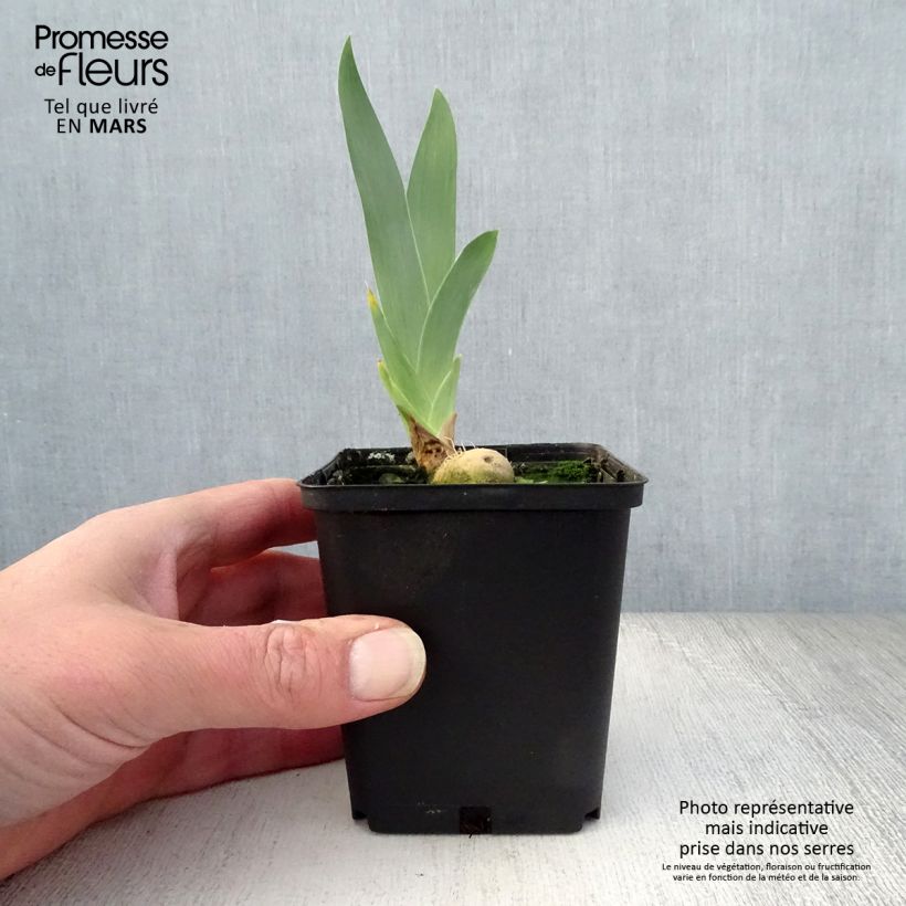 Example of Iris Young Blood - Schwertlilie Kleine Töpfe von 8/9 cm as you get in printemps