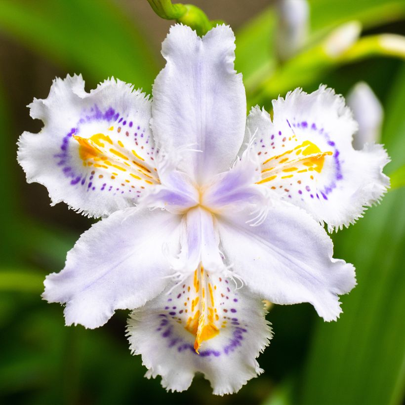 Iris japonica - Gefranste Schwertlilie (Blüte)