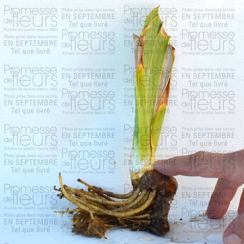 Beispiel eines Exemplars von Iris Lady Friend - Schwertlilie Kleine Töpfe von 8/9 cm wie geliefert