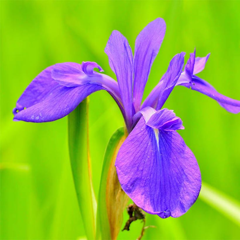 Iris laevigata - Asiatische Sumpf-Schwertlilie (Flowering)