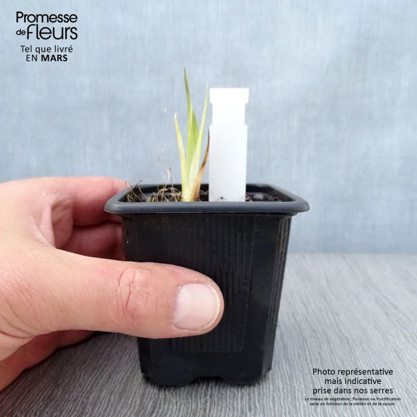 Example of Iris laevigata - Asiatische Sumpf-Schwertlilie Kleine Töpfe von 8/9 cm as you get in printemps