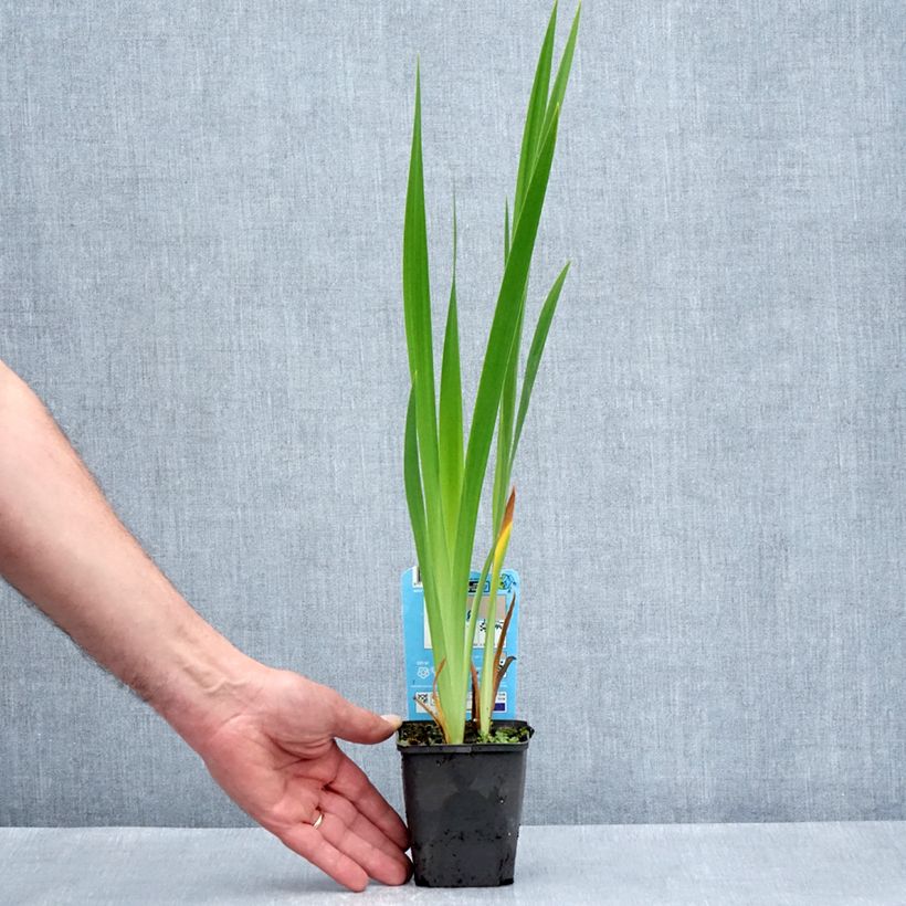 Example of Iris laevigata Mottled Beauty - Asiatische Sumpf-Schwertlilie Kleine Töpfe von 8/9 cm as you get in printemps