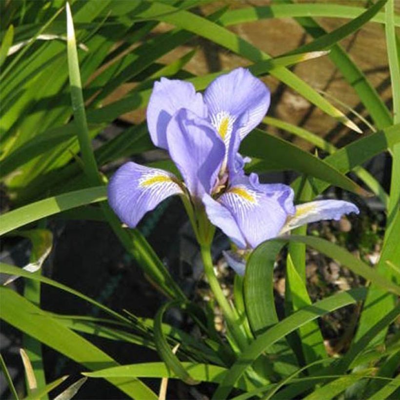 Iris lazica - Lasische Schwertlilie (Blüte)